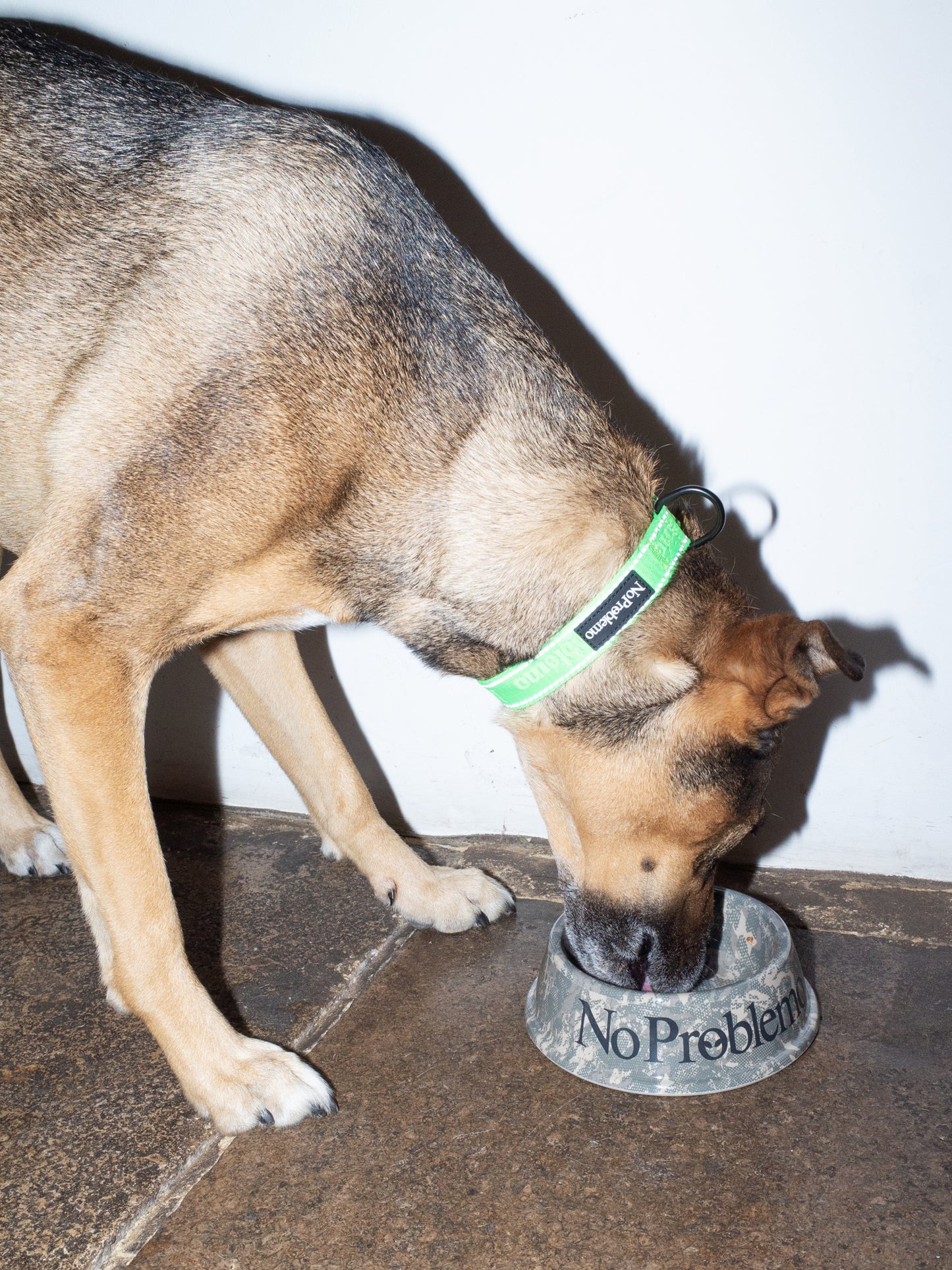 No Problemo Pet Bowl